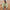 Damen sportliches Lounge-Set mit cropped Hoodie und elastischer Jogginghose WW