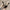 Damen elegante Mules mit spitzem Zehenbereich und schickem Glanz W&W