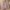 Damen Lange Plisseekleid mit asymmetrischem Schnitt WW