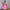 Damen gehäkeltes Maxikleid mit floralen Details WW