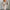 Damen Strickkleid mit fein strukturierter Rippoptik und eleganten Knopfdetails WW