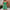 Damen Jumpsuit mit elastischem Bandeau und floralen Mustern WW