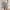 Damen elegante Baumwoll-Shorts mit hohem Bund und Falten WW