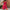 Damen Bandeau Jumpsuit mit floralem Print und elastischem Bund WW