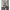 Herren Cargo-Shorts WW 1749704643