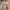 Damen sportliches Fleeceset mit hoher Taille WW