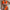 WW | Damen Bikini-Set mit modernem Criss-Cross-Design und hohem Beinausschnitt