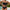 Damen Bandeau-Bikini mit buntem Stickdesign WW
