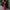 Damen Abendkleid mit dekorativen Blumenapplikationen W&W