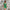 Damen Blütenmuster Mini-Kleid mit Puffärmeln WW