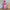 Damen gehäkeltes Maxikleid mit floralen Details WW