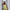 WW - Slim-Fit - Mit Zitronenprint - Sommer