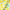 WW - Slim-Fit - Mit Zitronenprint - Sommer