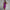 WW | Luxus Elegante Midi Kleid
