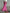 WW | Sommer Herbst Damen Elegant Midi Satin Röcke Gedruckt Hohe Taille Büro Damen Bodycon Bleistift Enger Rock für Damen