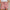 Leinen-Shorts | 1+1 Gratis