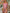 WW | Versuch, dich zu manipulieren Lingerie
