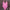 WW in Roségold TEAM Bride