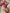 Ember™ Stilvolles Bikini-Set