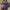 WW | Chaotischer Sonne Monokini