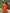 WW | Chic Shinny Seestern Print Rüschensaum Mini Kleid Fashion Bodycon Ärmellos Rückenfrei Kurz Vestidos Sommer Weibliche Strandkleider
