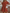 WW | Loose Fit Kurze Ärmel Rüschenkleid Kurzes Kleid