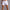 WW | Herren Baumwoll Kurze Hose