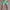 WW | Herren Baumwoll Kurze Hose