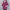 WW | Lässige Herbst Fleece Weste mit Kapuze für Frauen