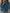 WW | Rollkragenpullover Damen mit Knopfdekor