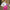 WW | Schicke Hochtaillierte Federbesatz Bodycon Minirock