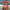 WW | Klassisches Einfarbiges String Thong Band Crop Brazilian Zweiteiler Bikini Badeanzug