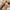 WW | Flache Damen Slipper