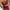 WW Bikini |  Bequemer Bikini mit High-Waist-Slip