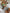 WW | Damen Hohe Taille Boxer Bindung Bedruckt Einfarbiges Panel Bikini