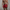 WW | Herren Schwimmshorts