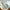 WW | Luxus Kaschmir Schal/wrap