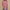 WW - Damen Basic Shirt Mit Rundhalsausschnitt