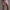 Stripe Herrenshorts