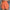 WW | Bequeme Kurze Hose Für Damen