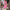 W&W Stilvolles Sommerkleid mit Leopardenmuster