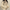 Nahaufnahme einer Frau, die eine beige Wendejacke mit Kapuze, Reißverschluss und Tasche trägt