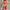 WOLF Eleganter gekerbter Kragen Blazer Kleid - FashionWOLF