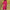 WOLF Eleganter gekerbter Kragen Blazer Kleid - FashionWOLF